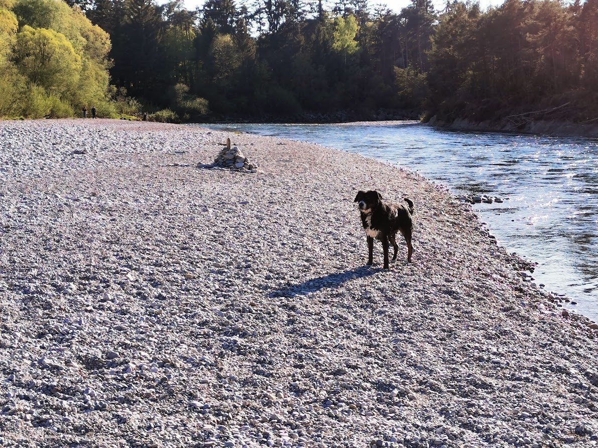 Kiesbank an der Isar