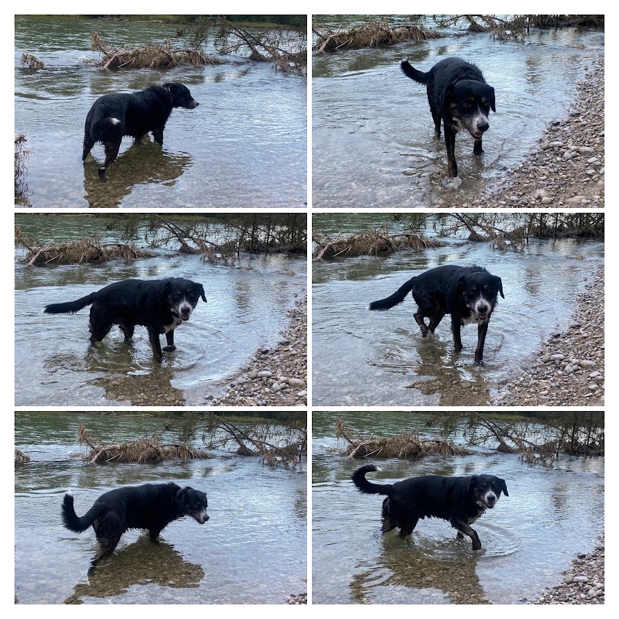 Hund in der Isar
