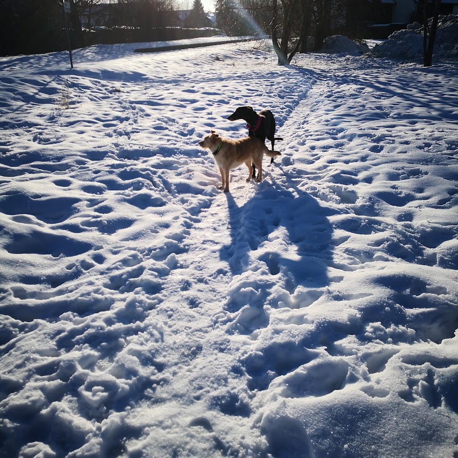 Winterspaziergang im Isartal